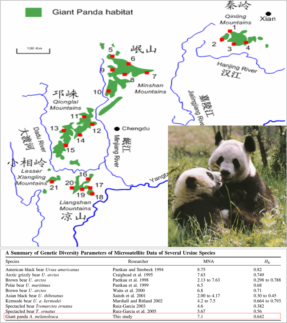 投入了这么多人力、财力和物力来保护的大熊猫，真的要走向灭绝了么？ | 格致论道讲坛