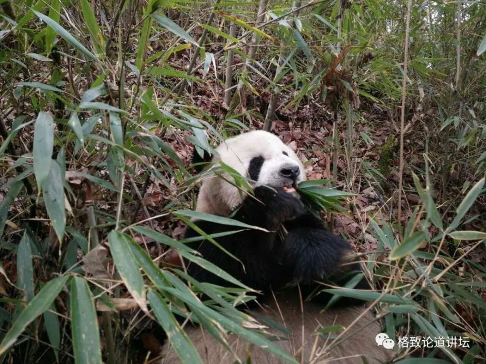 投入了这么多人力、财力和物力来保护的大熊猫，真的要走向灭绝了么？ | 格致论道讲坛