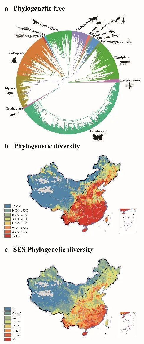 魏辅文/乔格侠合作从多个维度揭示中国昆虫生物多样性格局