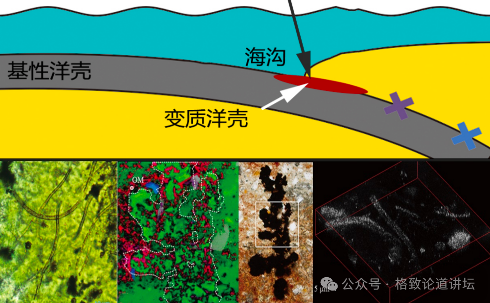 谁能想到，水深1000多米完全没有阳光的深海，竟然是一片生机盎然｜杜梦然