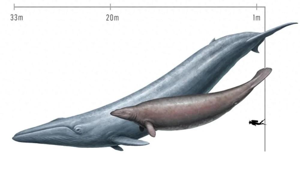 生活在3900万年前巨大的“古怪”鲸鱼并非有史以来最重的动物