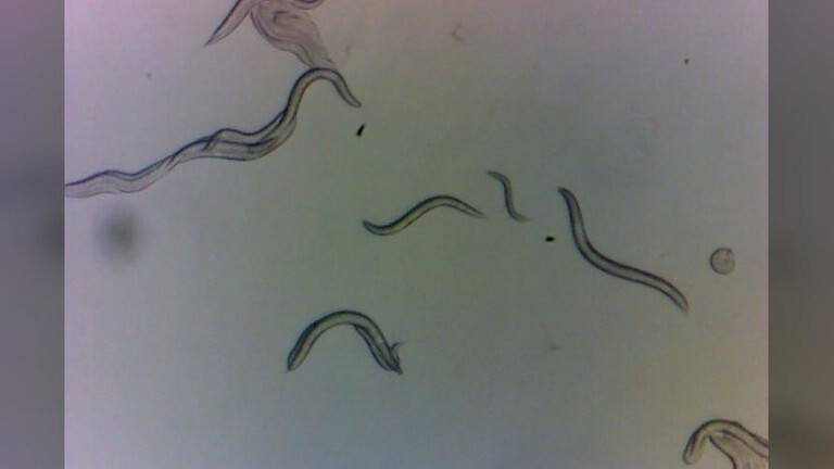 科学家在切尔诺贝利禁区发现神秘生物，或为治疗癌症等疾病提供帮助