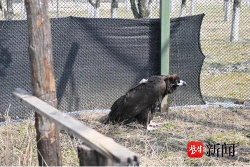 国家一级保护动物“秃鹫一号”在淮安白马湖重返蓝天