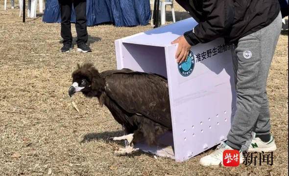 国家一级保护动物“秃鹫一号”在淮安白马湖重返蓝天