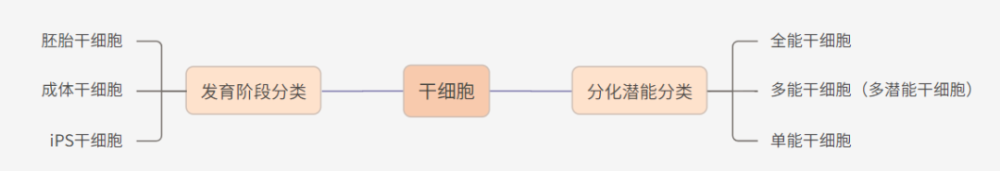 「干细胞疗法」上热搜！国内爆发在即