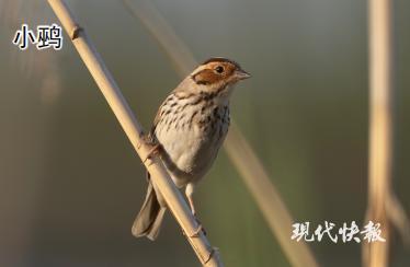 《无锡梁鸿国家湿地公园2023年度鸟类调查报告》出炉：发现8个新鸟种！