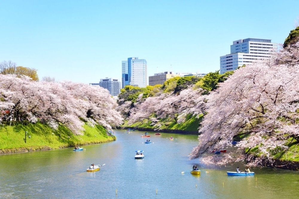 【日本文史漫笔】日本曾向美国赠送横遭污染的樱花树