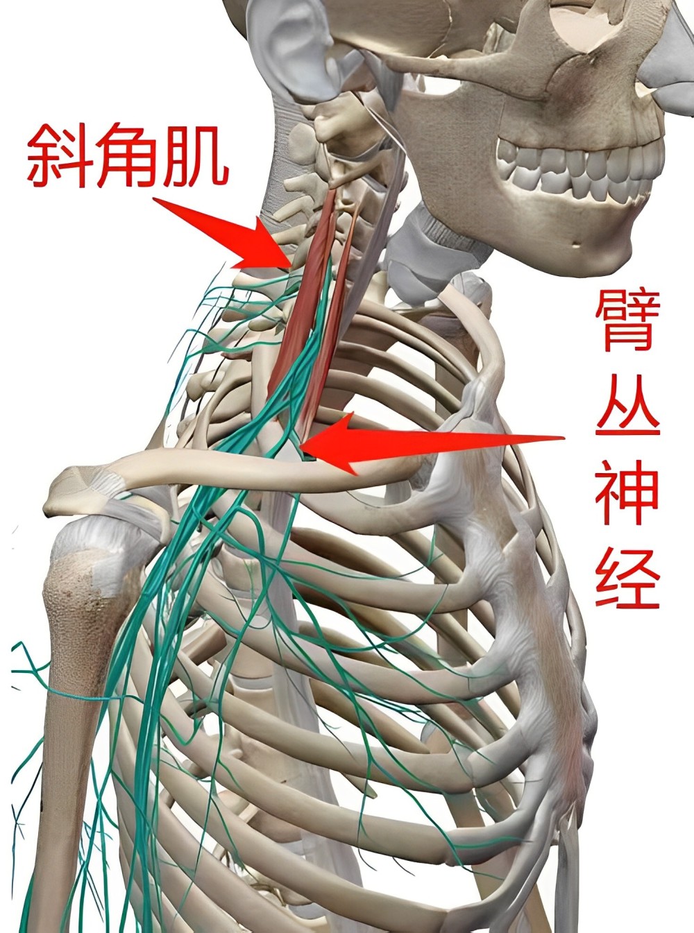 体内有疾，手指先知？提醒：经常手麻，可能是5种大病征兆