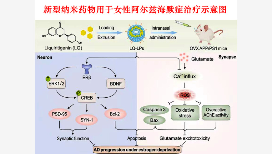 天津大学携手研发，针对女性的阿尔兹海默症纳米特效药。