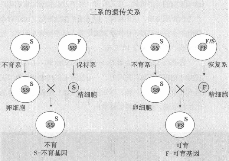 杂交水稻之父们（二） | kiwiFM