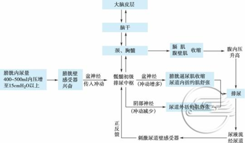 那些憋尿的人，后来都怎么样了？