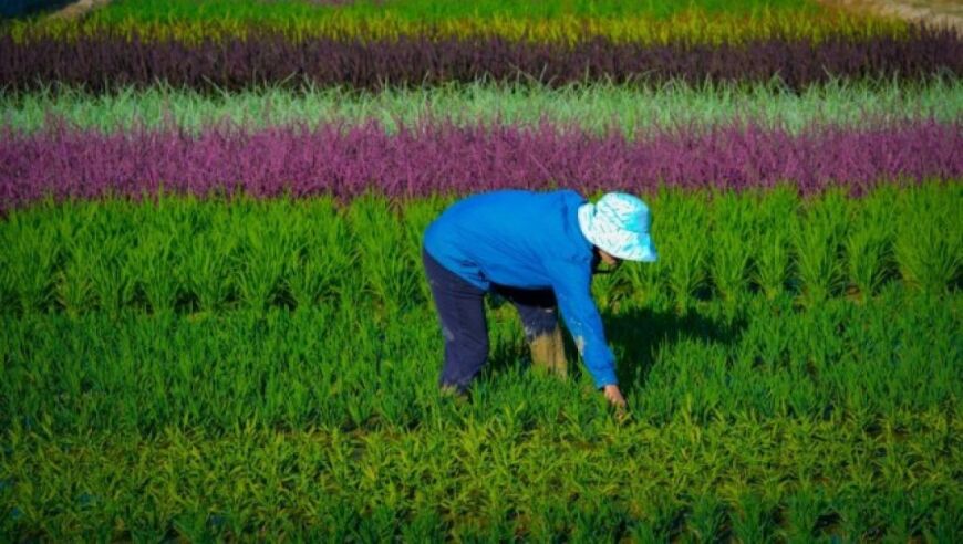 稀有野生稻搬家，从山区走向世界最大资源库！