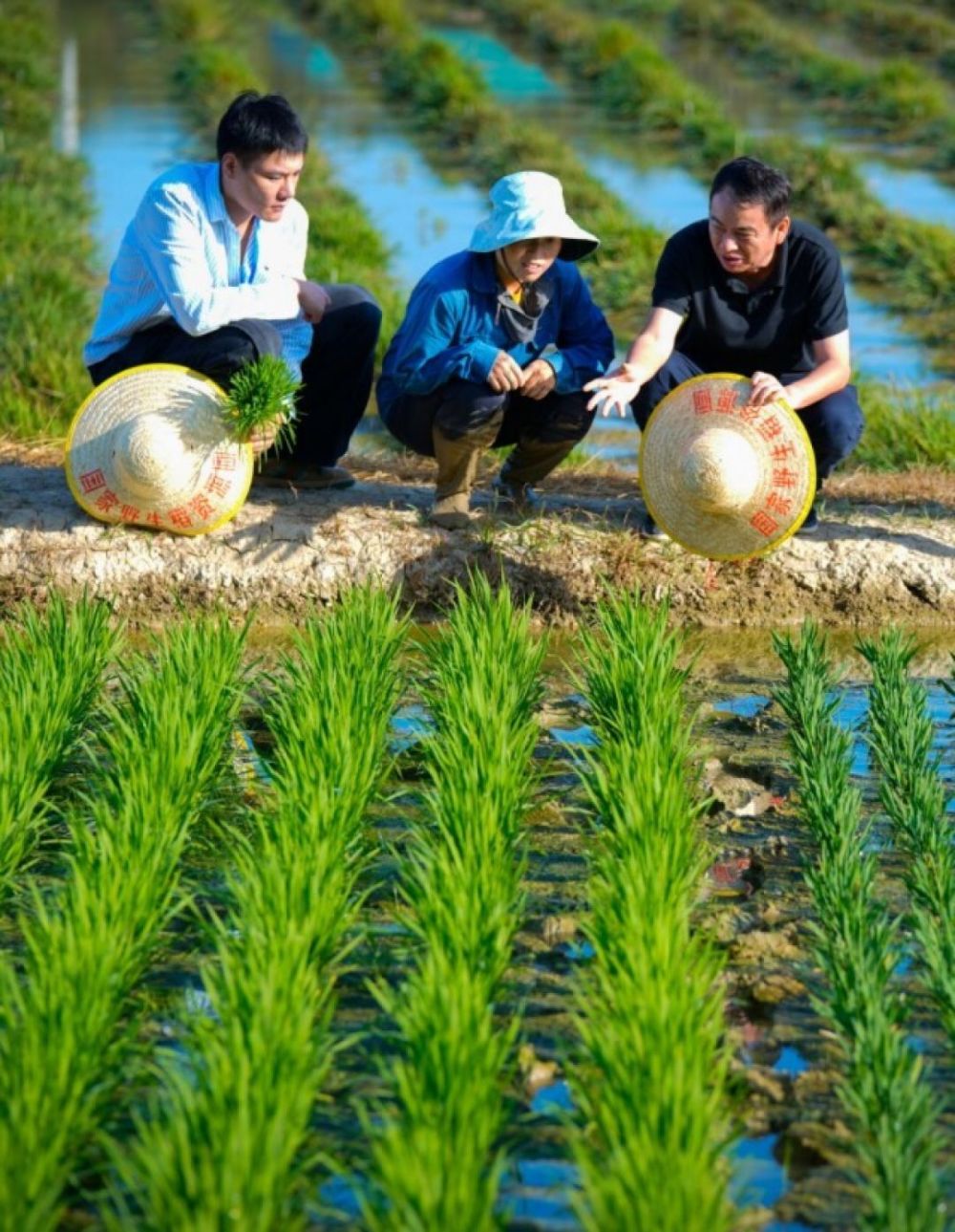 从山区到全球最大资源圃，珍稀野生稻搬“新家”