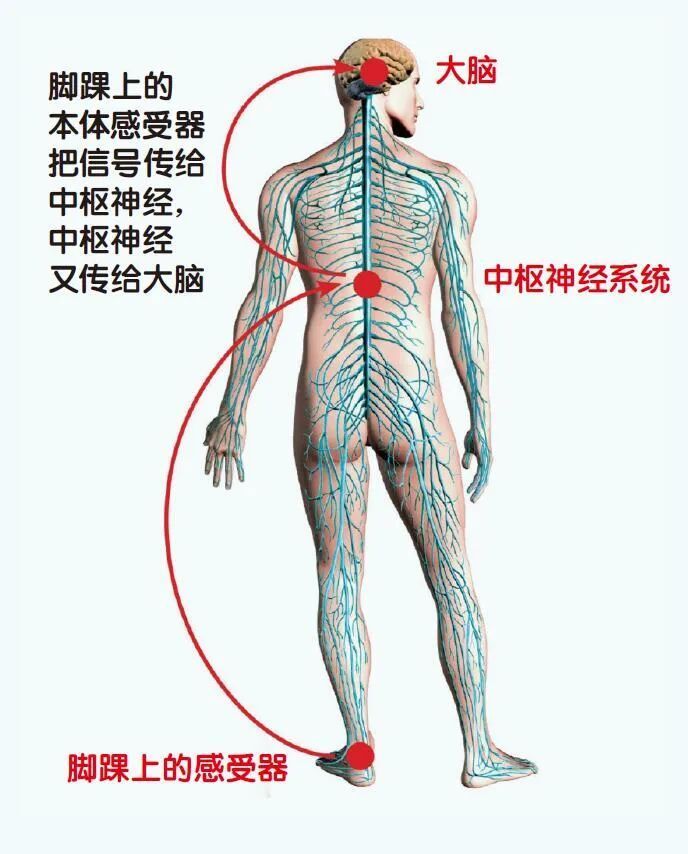 人类本体感觉之谜