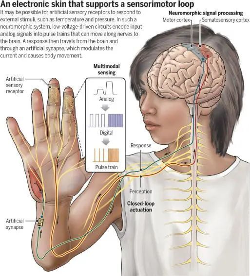 科学与艺术的融合！Science评选年度科学图片