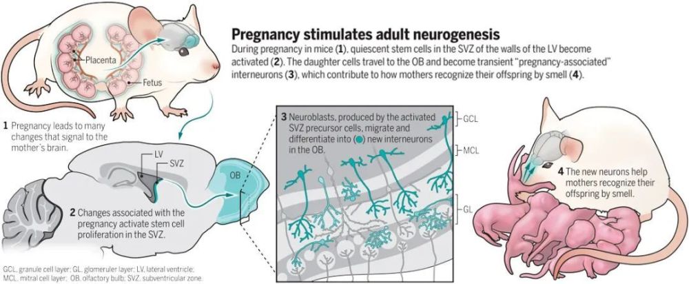 科学与艺术的融合！Science评选年度科学图片