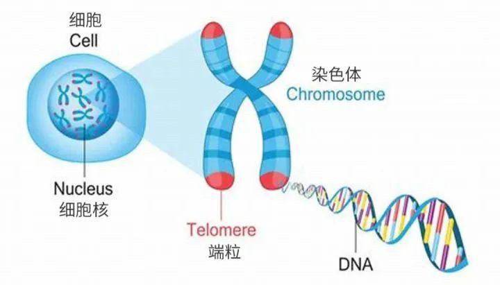 抑制EVR古病毒“复活”能抗衰老？对话中科院动物研究所刘光慧丨中国科学十大进展