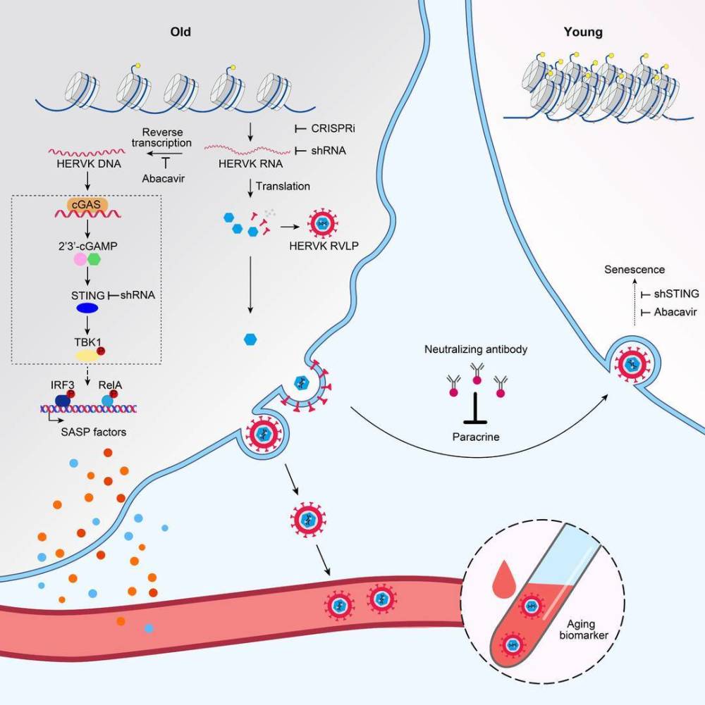抑制EVR古病毒“复活”能抗衰老？对话中科院动物研究所刘光慧丨中国科学十大进展
