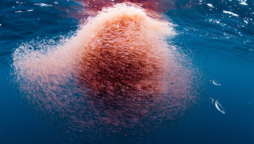 南极磷虾的神秘面纱：极源生物的浩瀚探索