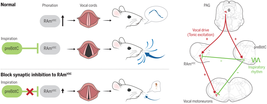 Science | 新研究揭示脑干控制说话和呼吸的机制