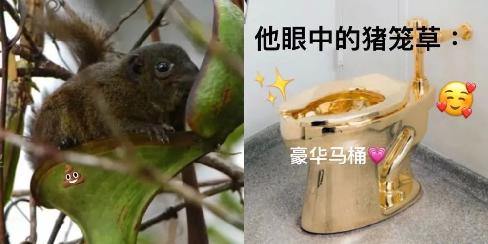 捕虫子的猪笼草变成了动物豪华公厕？猪笼草：吃得更香了