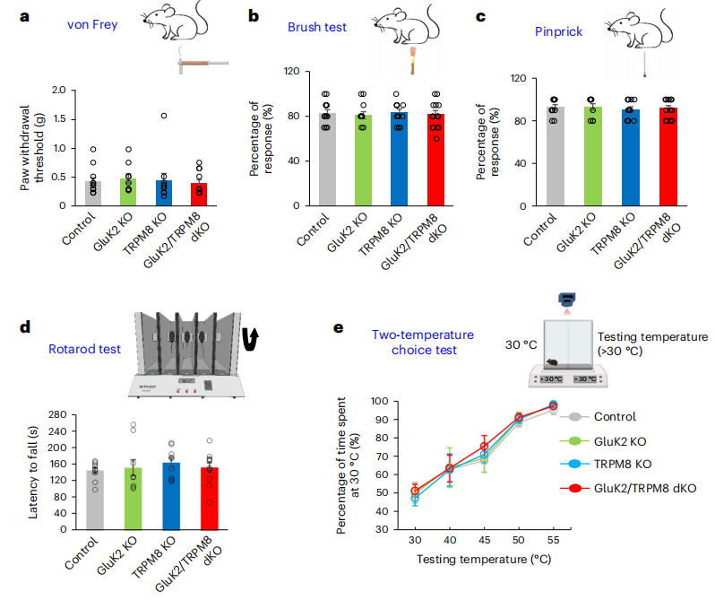 Nature Neuroscience：凉爽or寒冷?科学家揭示谷氨酸受体GluK2可作为寒冷传感器