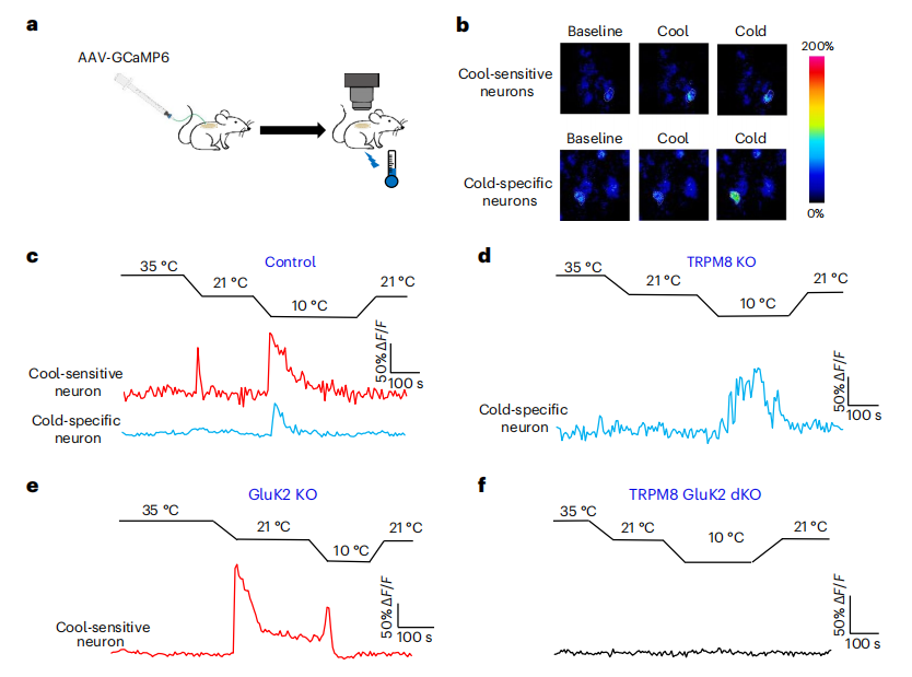 Nature Neuroscience：凉爽or寒冷?科学家揭示谷氨酸受体GluK2可作为寒冷传感器