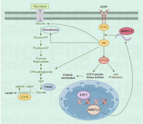 Mol Cancer | 上海交通大学崔玖洁/王理伟等团队合作发现胰腺腺癌对厄洛替尼增敏的潜在新策略