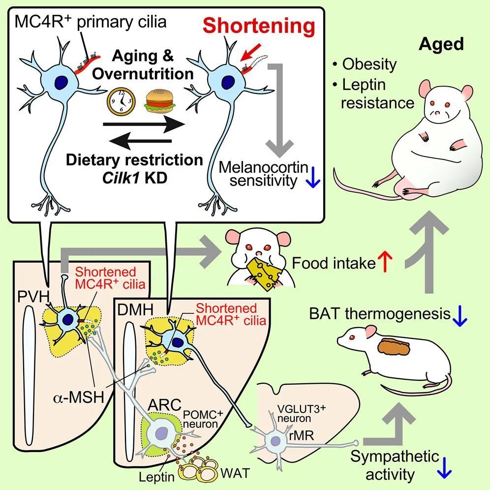 Cell子刊；揭开中年肥胖之谜，或源于下丘脑神经元的形状变化