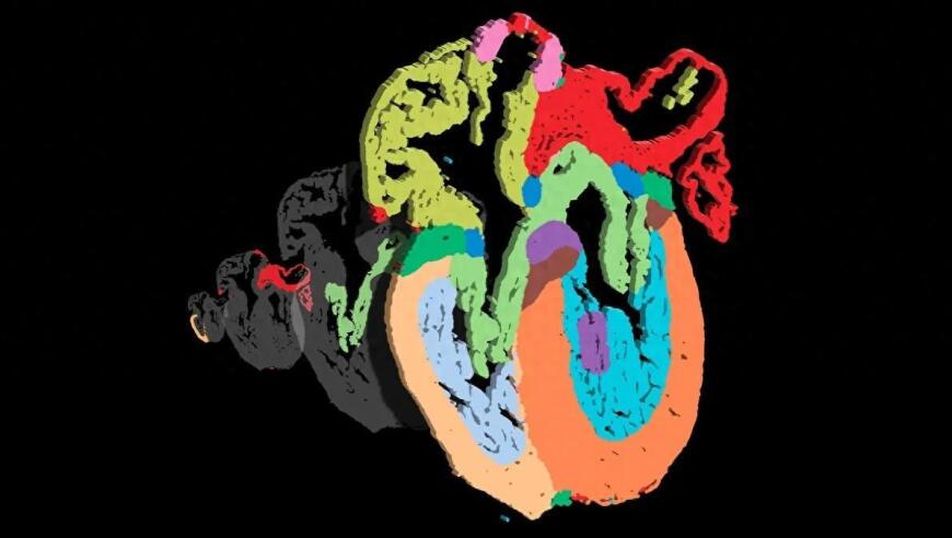 全新心脏发育细胞图谱发布，涵盖前所未见的细胞类型，全面解析人体心脏生长过程。