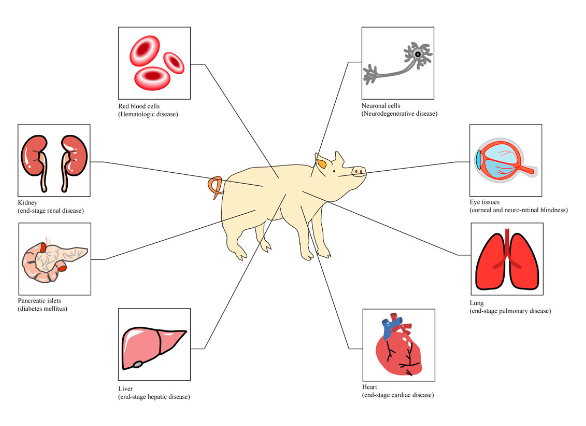 猪的器官，能移植到人身上吗