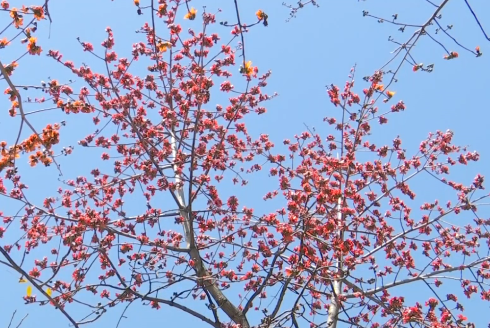 路边掉落的木棉花能煲汤？医生提醒