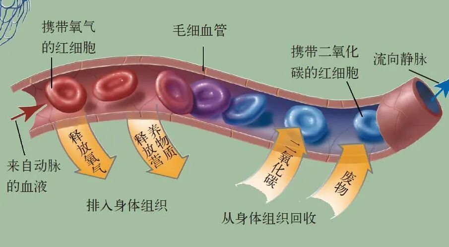 如何用自己的血救他人的命？