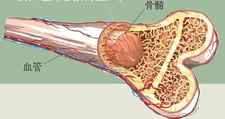 如何用自己的血救他人的命？