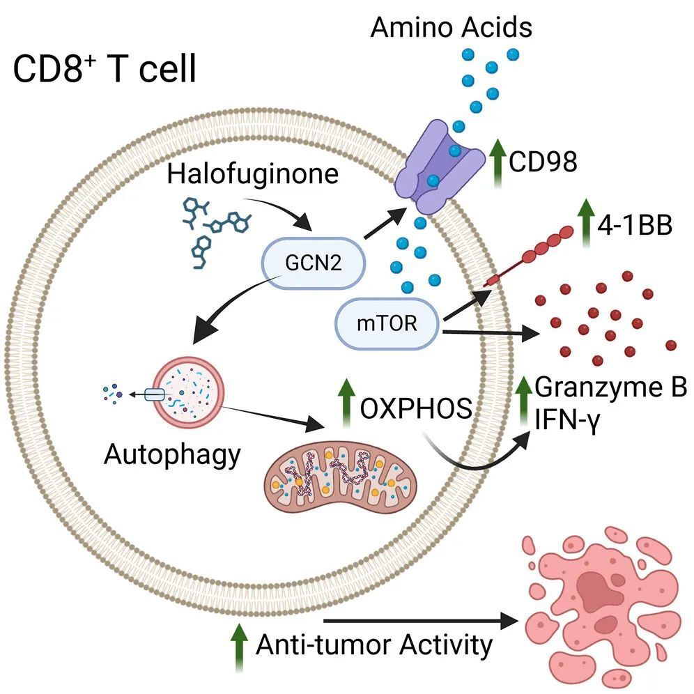 Cell子刊：激活GCN2，可代谢重编程T细胞，增强其抗肿瘤免疫