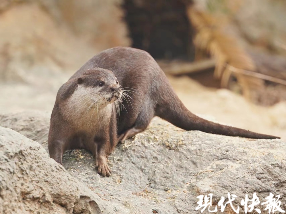 红山森林动物园水獭家族首次繁殖，一窝宝宝萌翻天