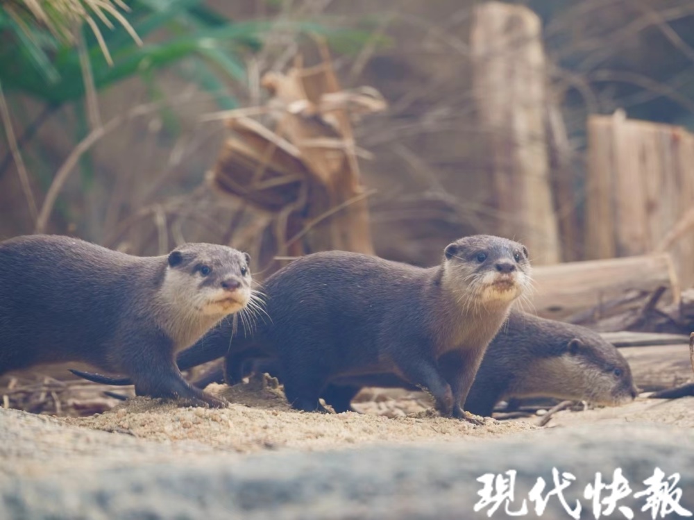 红山森林动物园水獭家族首次繁殖，一窝宝宝萌翻天