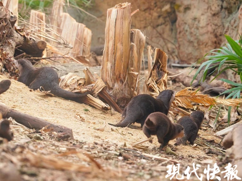 红山森林动物园水獭家族首次繁殖，一窝宝宝萌翻天