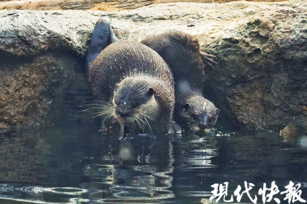 红山森林动物园水獭家族首次繁殖，一窝宝宝萌翻天