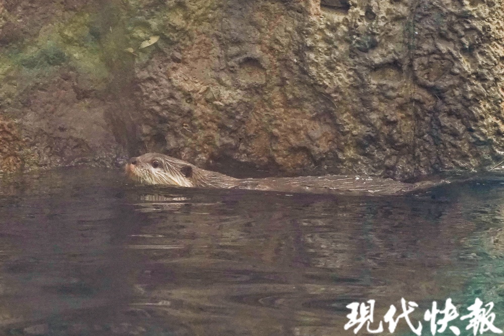 红山森林动物园水獭家族首次繁殖，一窝宝宝萌翻天