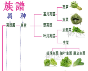 贡菜、莴笋和生菜；毛豆和黄豆，它们是什么关系？