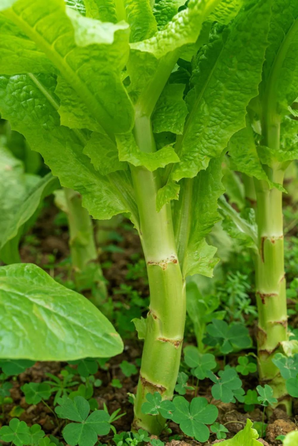 贡菜、莴笋和生菜；毛豆和黄豆，它们是什么关系？