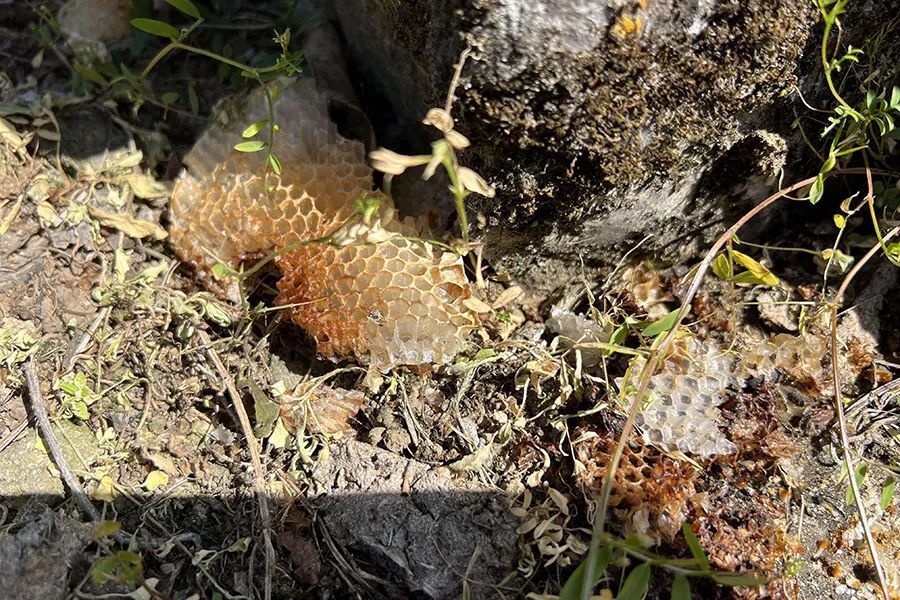 云南一地多处发现黑熊爪印！当地：活动范围扩大，数量不少