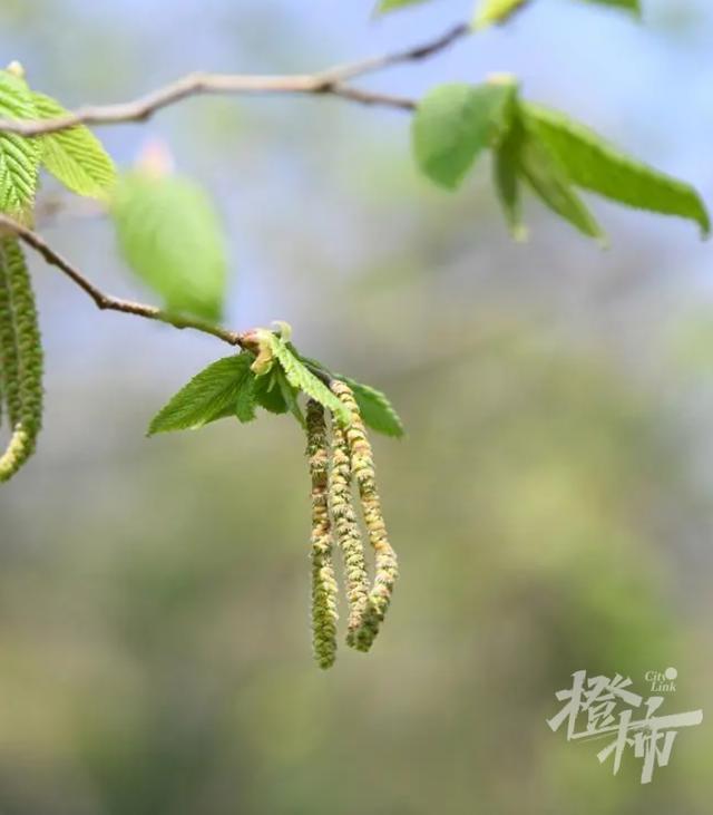 “铁木”开花！34年来天目铁木首次在浙江省外绽放