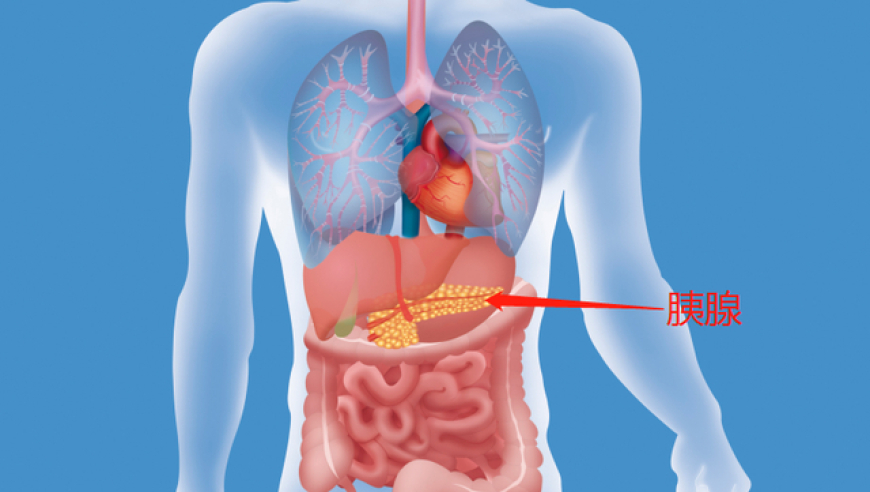 胰腺位置与胰腺癌，一文读懂，防患未然！