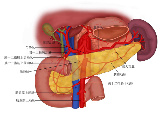 人体胰腺到底在哪？胰腺癌怎么回事？深入解读，全面防治