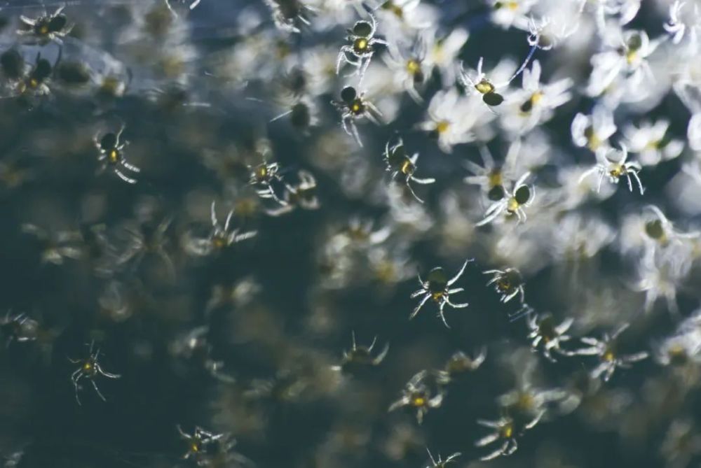 “蜘蛛雨”   是如何形成的？