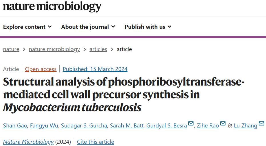 Nat Microbiol | 张璐/饶子和等合作揭示细胞壁前体生物合成的结构基础