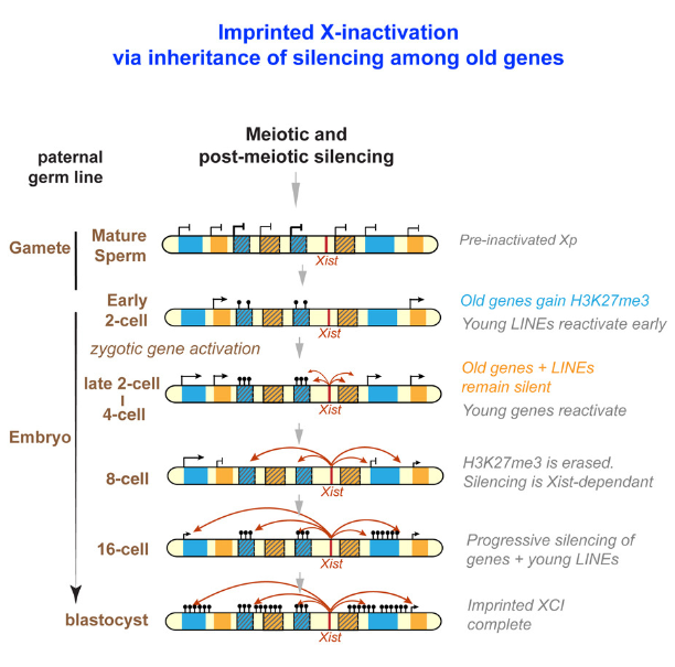 Mol Cell | 有意思！父亲遗传给女儿的X染色体上很大一部分基因或都处于表达沉默状态！