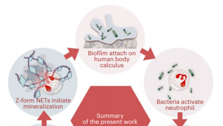  Nature Biomedical Engineering | 牛丽娜团队揭示了牙结石生成的全新机制。